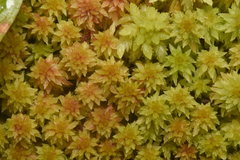 Sphagnum capillifolium