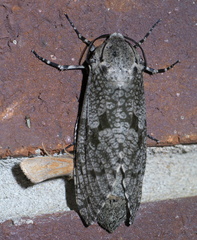 Prionoxystus robiniae
