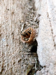 Nannotrigona mellaria