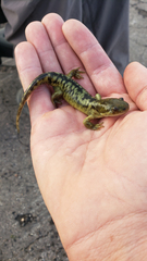 Ambystoma mavortium