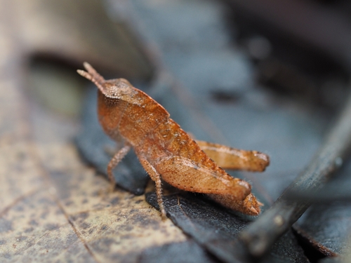 Green-striped Grasshopper, photo 5 of 10