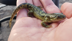 Ambystoma mavortium
