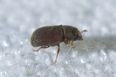 Scolytinae
