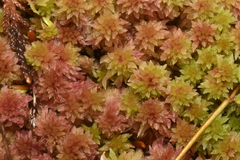 Sphagnum capillifolium