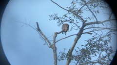 Buteo lineatus elegans