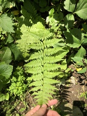 Dryopteris intermedia