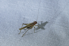 Anaxipha exigua