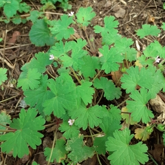 Geranium rotundifolium