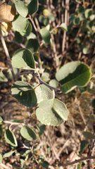 Amelanchier utahensis