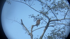 Buteo lineatus elegans