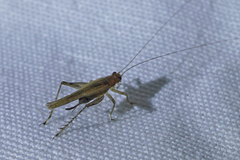 Anaxipha exigua