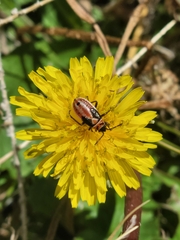 Lygaeus kalmii