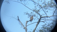 Buteo lineatus elegans