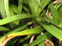 Eryngium paniculatum