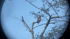 Buteo lineatus elegans