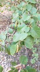 Betula occidentalis