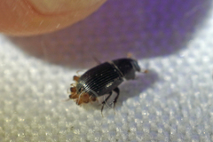 Aphodiinae