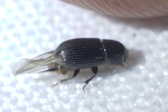 Aphodiinae