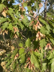 Acer