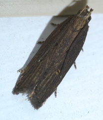 Chionodes discoocellella