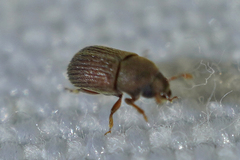 Scolytinae