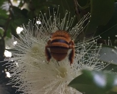 Amegilla bombiformis