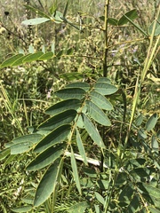 Senna hebecarpa