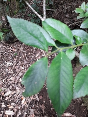 Laureliopsis philippiana