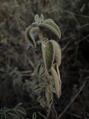 Salvia fruticosa
