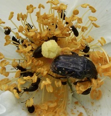 Oxythyrea