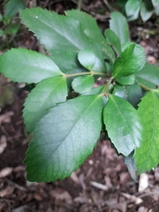 Laureliopsis philippiana