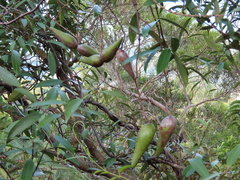 Anodendron affine