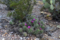 Echinocereus enneacanthus enneacanthus