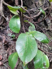 Hydrangea serratifolia