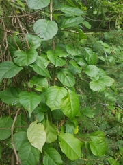 Celastrus orbiculatus