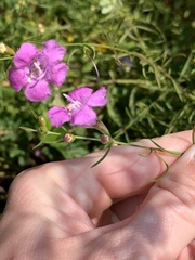 Agalinis purpurea