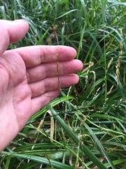 Glyceria notata