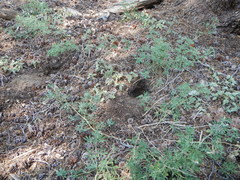 Phacelia hydrophylloides