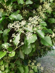 Hedera colchica