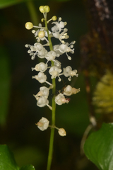Maianthemum