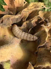 Heliothis phloxiphaga