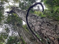 Hydrangea serratifolia