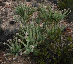 Paranomus roodebergensis