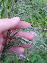 Muhlenbergia mexicana