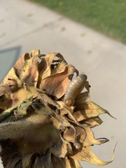 Heliothis phloxiphaga