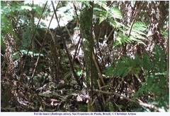 Bothrops jararaca