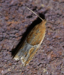 Ancylis comptana