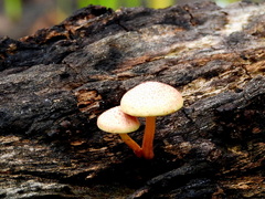 Gymnopilus ferruginosus
