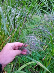 Muhlenbergia mexicana