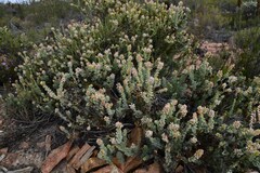 Paranomus roodebergensis